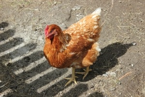 hen